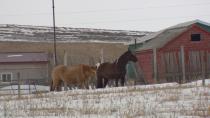 Down in the dumps: Alberta landowner has spent decades surrounded by gulls and garbage