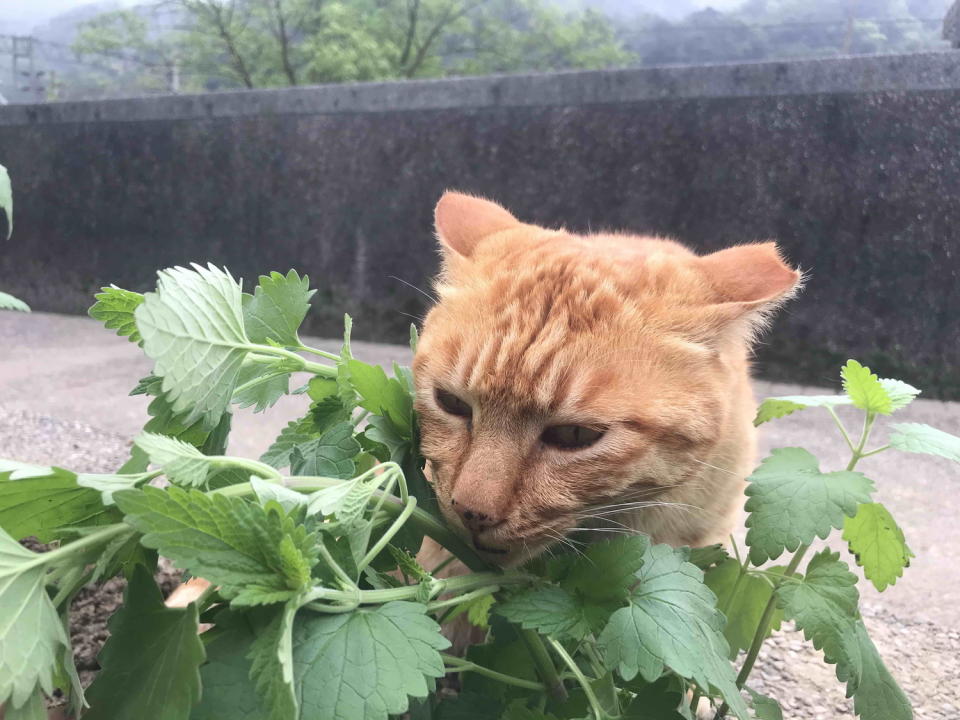 貓咪喜歡的氣味，沒錯!就是它了--貓薄荷。   圖：新北市動保處提供