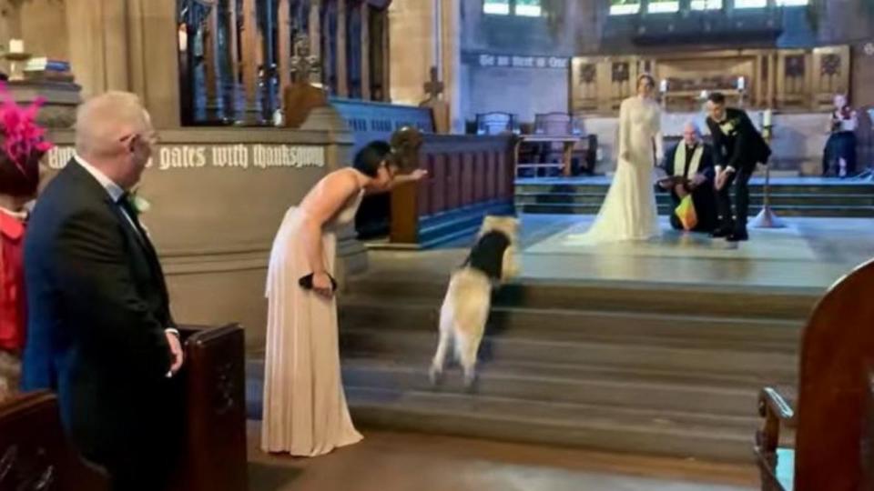 PHOTO:  A golden retriever named Pancakes served as the ring bearer at his owners' wedding. (CloseUp Press via Storyful)