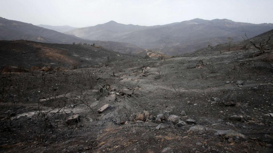 PHOTO: A general view shows a burnt area in the aftermath of a wildfire in Bejaia, Algeria, on July 25, 2023. (Ramzi Boudina/Reuters)