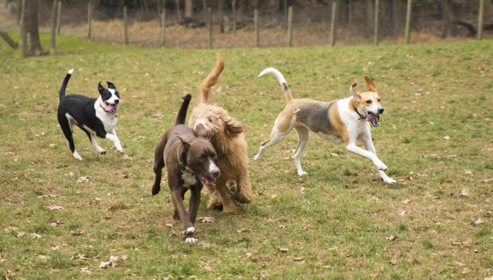 Dogs playing in a park (Photo: Getty Images)