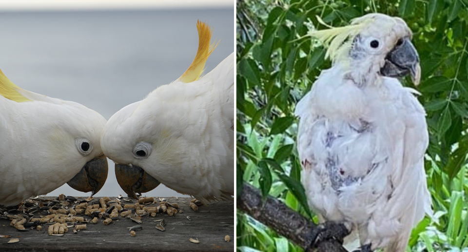 Bird lovers have been asked to stop feeding birds (left) to help stop the spread of PBFD (right). Source: Getty / Wildlife Victoria