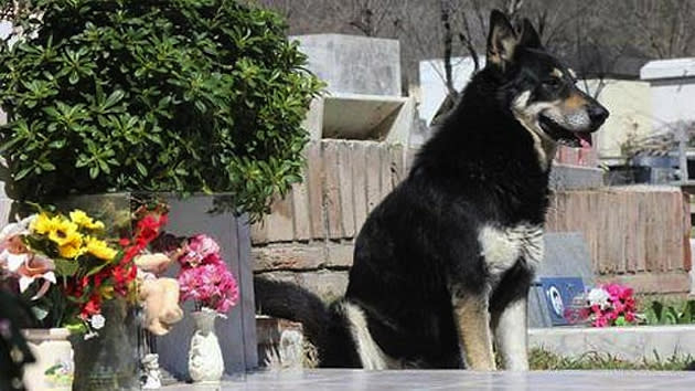 Dog Found Guarding Owner's Body After His Death Looking for New Home