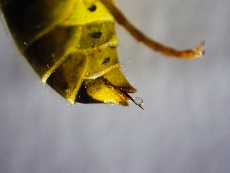 Close up of wasp stinger with droplet of venom.