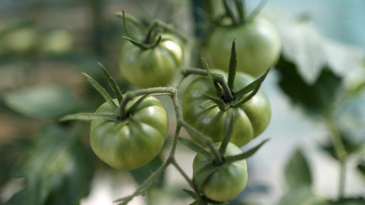 Die Verbraucherzentrale rät, für Konfitüre und Chutney nur Tomaten von speziellen grünen Sorten zu verwenden und keine unreifen Früchte.