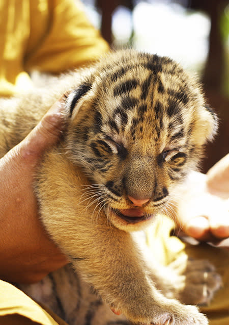 <strong>Live tiger cub (hidden with a stuffed tiger cub) </strong> A Thai woman’s attempt to smuggle a baby tiger into Iran in 2010 was thwarted by an X-ray scan. Inside the woman’s bag was a sedated two-month-old tiger, cleverly wedged next to a stuffed version of a tiger. The X-ray machine at the Bangkok airport detected the animal’s heartbeat.