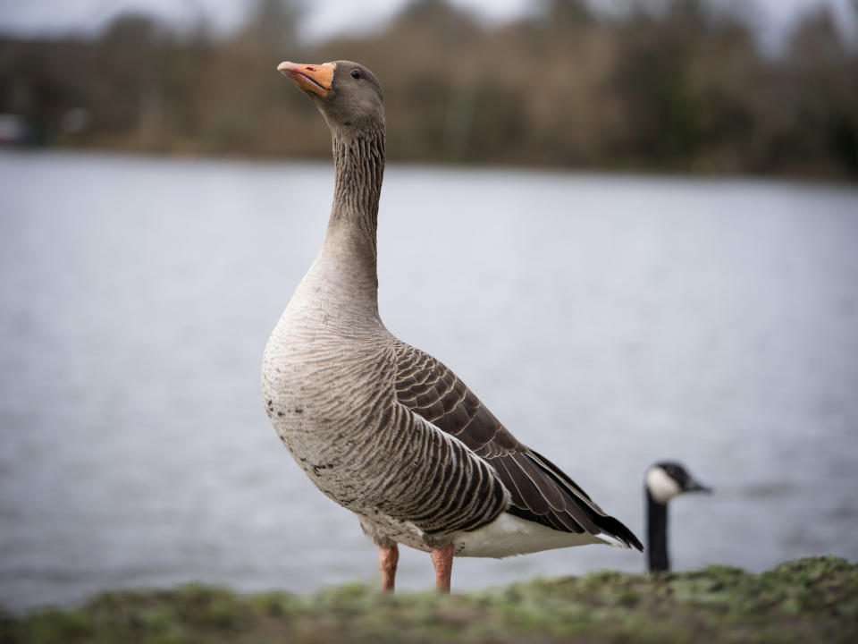 Hasselblad 907X & CFV 100C sample image of a Canadian goose on a lake