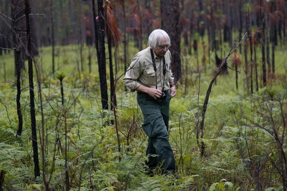 Dennis Krusac, a biologist with the U.S.Forest Service, walks amongst Baird's pocket gopher holes as they prepare to release several of about 100 Louisiana pine snakes, bred by the Memphis Zoo, which are a threatened species, in Kisatchie National Forest, La., Friday, May 5, 2023. (AP Photo/Gerald Herbert)