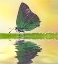 <p><strong>Sheridan's Green Hairstreak</strong></p><p>Not to be confused with Colorado's purple hairstreak, this unusual green butterfly became the state's insect in 2009. </p>