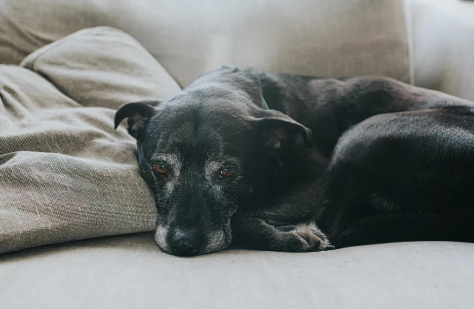 Senior dog lying on sofa