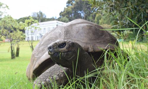 The world's oldest Tortoise