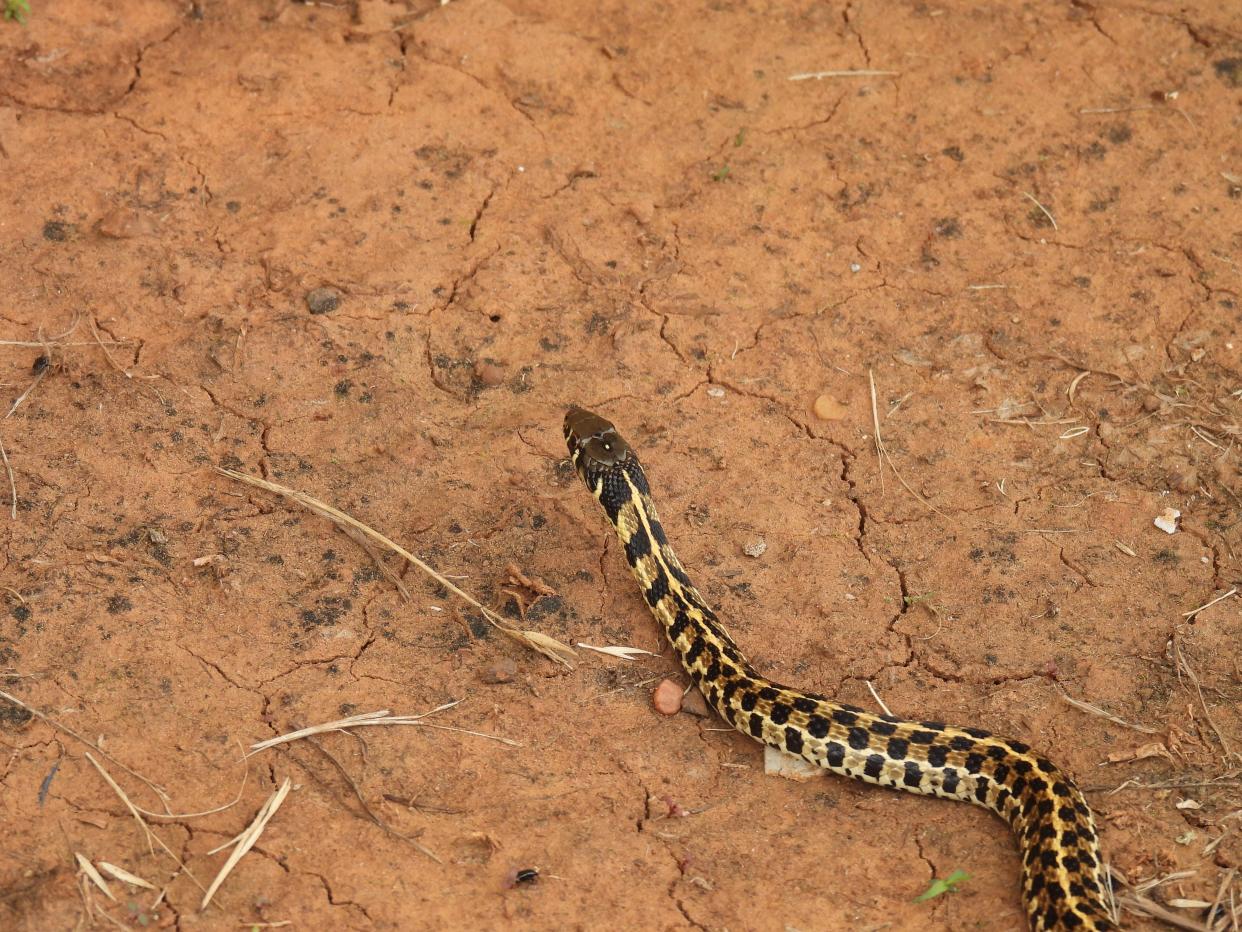 Checkered Garter Snake