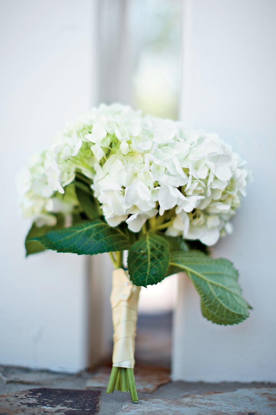 Hydrangea