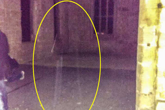 PIC FROM MERCURY PRESS (PICTURED: THE GHOSTLY APPARITION SPOTTED ON THE GHOST WALK AT ALTON TOWERS THEME PARK IN  STAFFORDSHIRE) A mum-of-five got more than she bargained for on a ghost hunt at Alton Towers when she caught a ghostly figure on camera  who could be the apparition of a woman who CURSED the theme park.Sharon Kearns had visited the theme park for a ghost walk joined by mediums and TV show Most Haunteds Brian Shepherd.However the group were left shocked when they spotted what they believe is an eerie figure in one of Sharons photos from the evening.While there have been numerous ghost sightings in the theme park grounds, one legend has it an old beggar woman put a curse on the land in 1821 and mediums have recently speculated that it is indeed cursed.The stories do not put Sharon off though, and she claims she is eager to return to Alton Towers so she can see if she can catch another apparition on camera. SEE MERCURY COPY