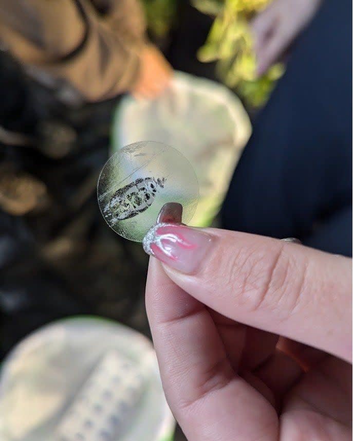 The group is sending samples taken from the butterflies' abdomens to the University of Georgia to check for the presence of a parasite.