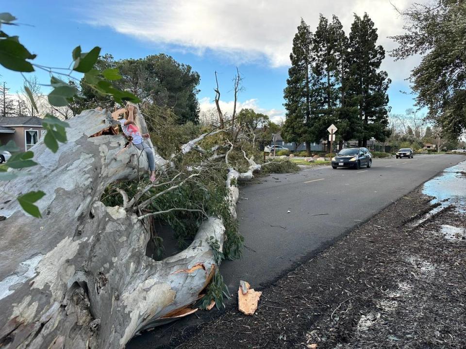 A child sits on a eucalyptus tree downed by high winds at Morse and Mountain View avenues in Arden Arcade. Stormy weather caused thousands of power outages throughout the Sacramento region on Sunday, Feb. 4, 2024.