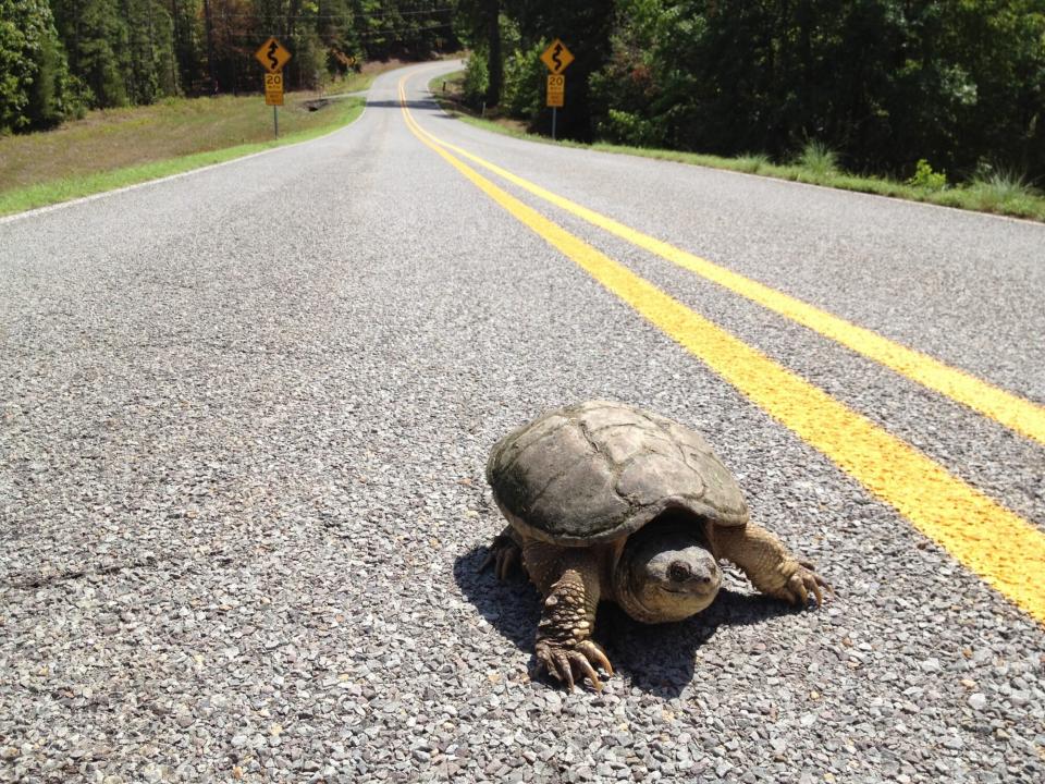 Snapping turtle on highway
