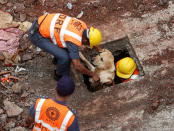 <p>Rescuers pull out a sniffer dog at the site of a collapsed residential building on the outskirts of Mumbai, India, July 31, 2016. (Shailesh Andrade/Reuters)</p>