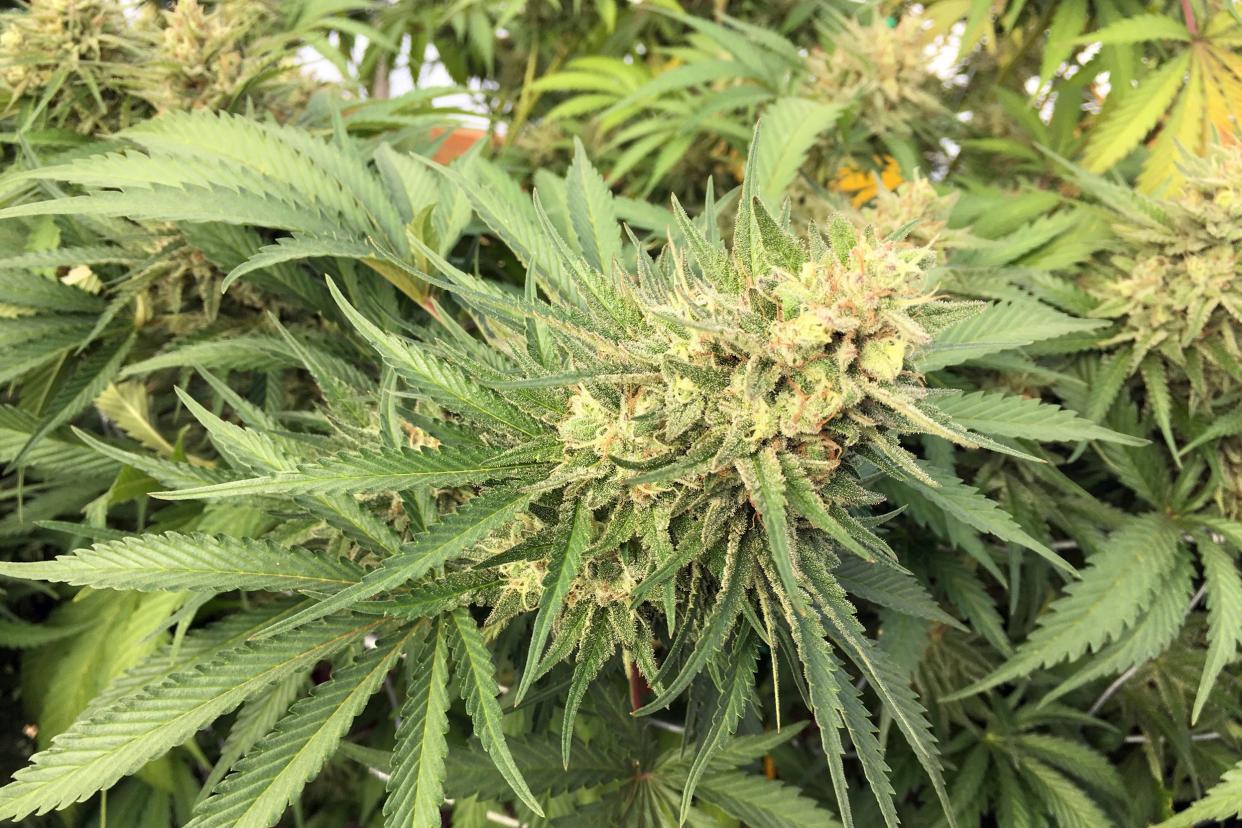 A marijuana bud is seen before harvest near Corvallis on Sept. 30, 2016.