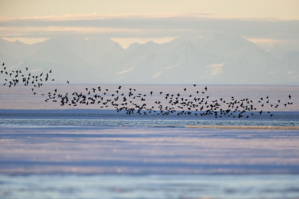 Long-tailed Duck near Kaktovik, Alaska, on the northern edge of the Arctic National Wildlife Refuge.  (Photo: Sylvain CORDIER/Gamma-Rapho via Getty Images)