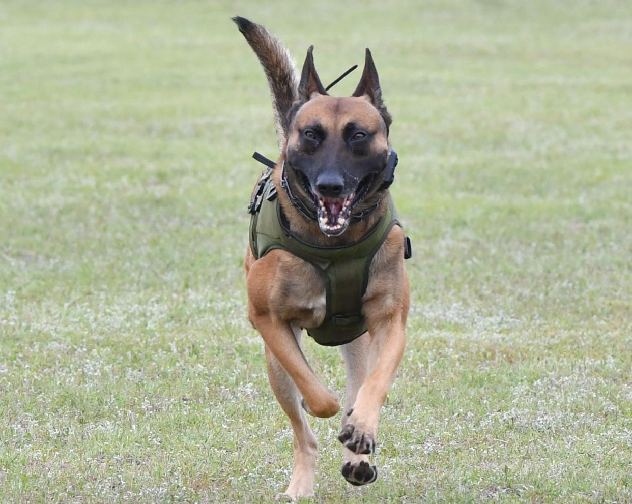 K9 officer Dino sprints during a demonstration at the Wichita County Law Enforcement Center in Wichita Falls on Wednesday. WCSO will host the National Detector Trials for dogs and handlers from across the country.