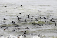 <p>Dozens of Cape fur seal swim in the Atlantic Ocean at the Cape Cross Seal Reserve in Namibia. (Photo: Gordon Donovan/Yahoo News) </p>