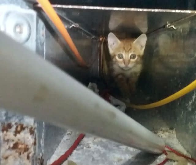 貓貓身處的風槽內十分狹窄，充滿電線雜物。