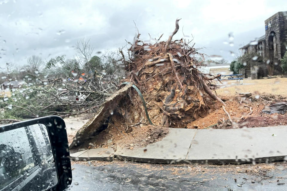 An uprooted tree on the grounds of Jessieville School in Jessieville, Ark., on Monday. (Courtesy Amanda Dorris)