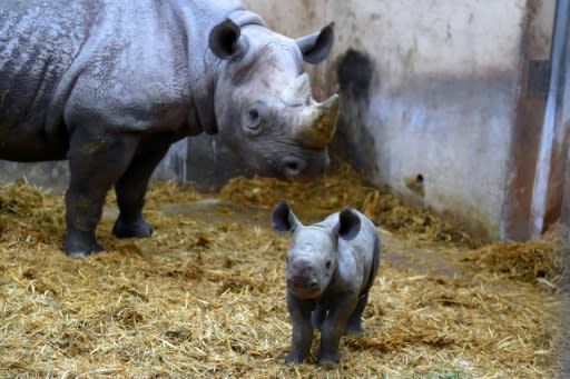 The young calf was born weighing between 35 and 40 kilograms