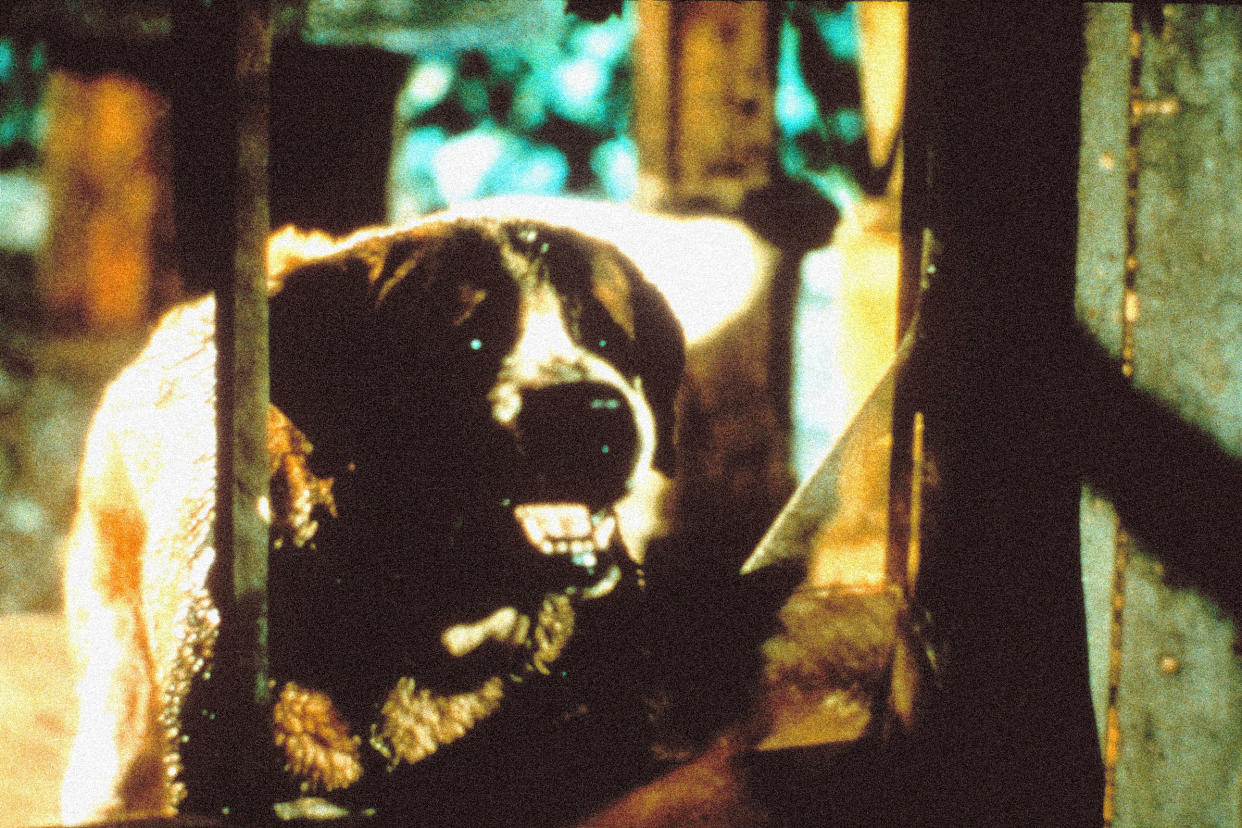 A murderous St. Bernard is the title character of Cujo. (Courtesy Everett Collection)