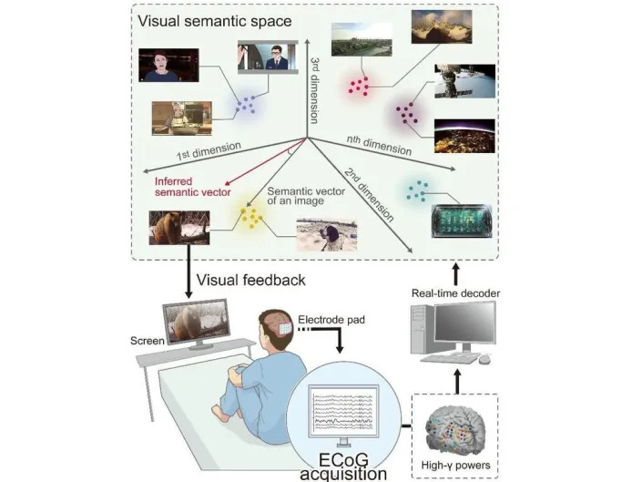 Electrocorticogram (ECoG) recordings were taken from 17 patients with epilepsy who had implanted subdural cortical electrodes related to visual perception (Osaka University)