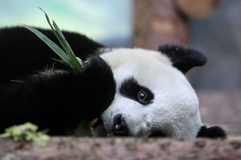 FILE PHOTO: A giant panda eats bamboo at a zoo in Moscow