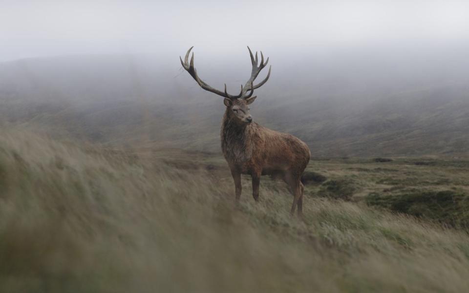 The Crown's CGI stag  - Netflix 