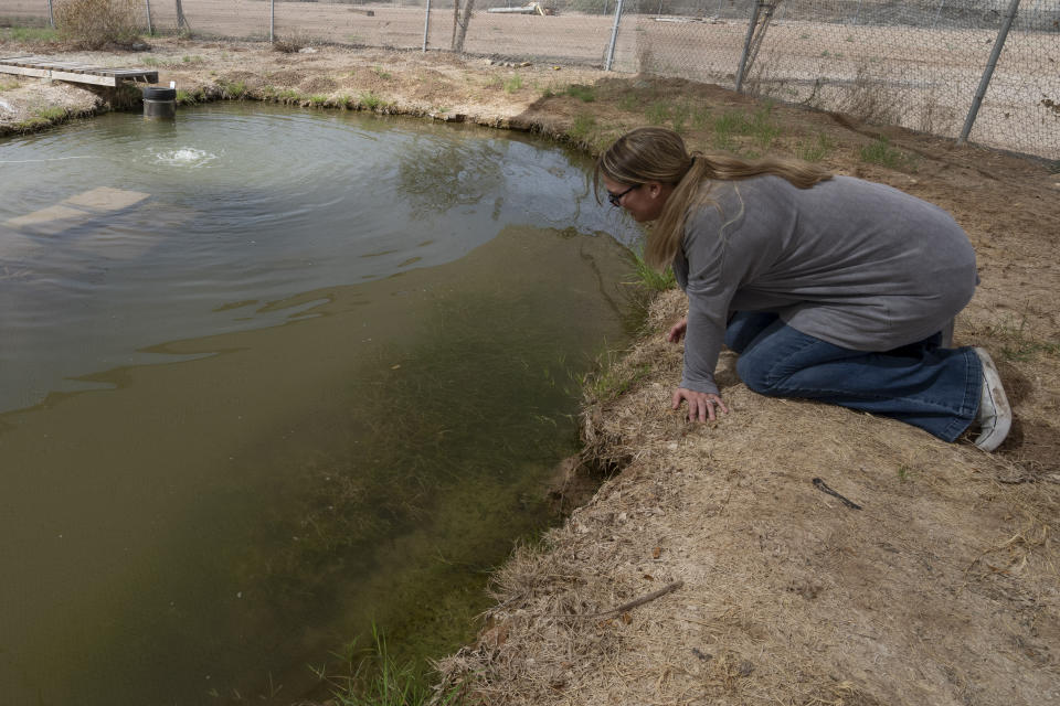 Jessica Humes, Environmental Project Manager for the Imperial Irrigation District, looks into a pond refuge for the desert pupfish, Friday, March 22, 2024, in Imperial, Calif. The Imperial Irrigation District created a plan to scale back draws from the Colorado River in a bid to preserve the waterway following years of drought. But a tiny, tough fish got in the way. The proposal to pay farmers to temporarily stop watering forage crops this summer has environmentalists concerned that irrigation drains could dry up, threatening the fish, she said. (AP Photo/Gregory Bull)