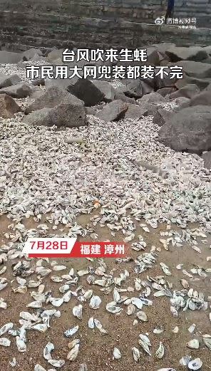 杜蘇芮颱風過境，中國福建漳州沿海出現大量生蠔。（圖／翻攝自《沸點視頻》）