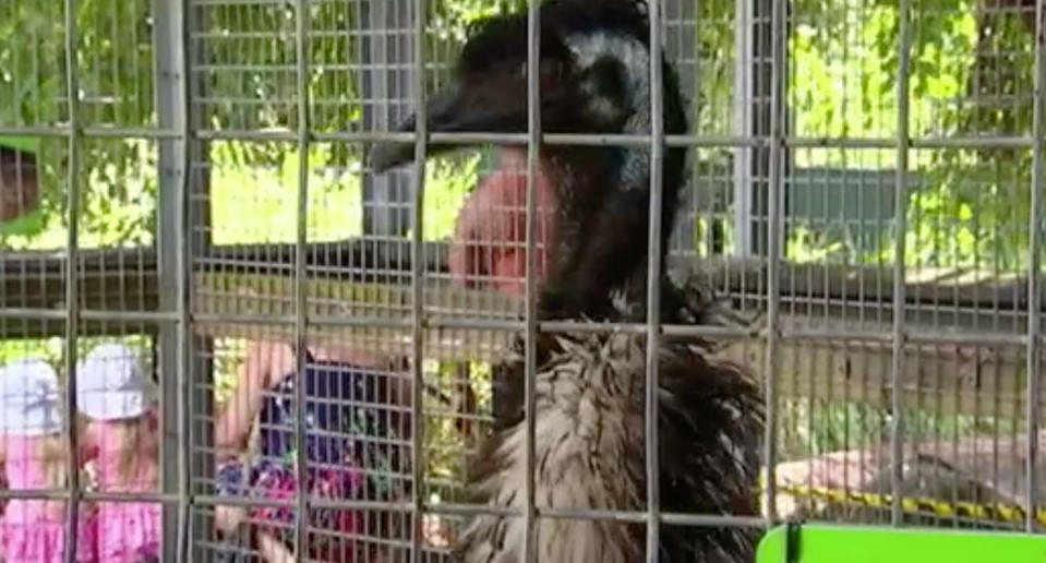 The emus are said to be traumatised by the experience. Source: 7 News