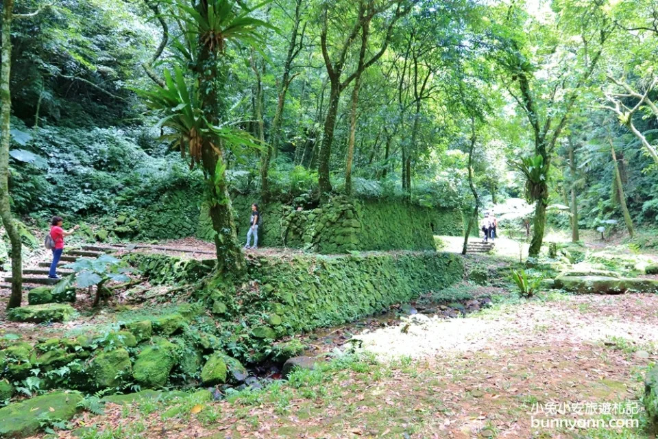 三峽熊空茶園