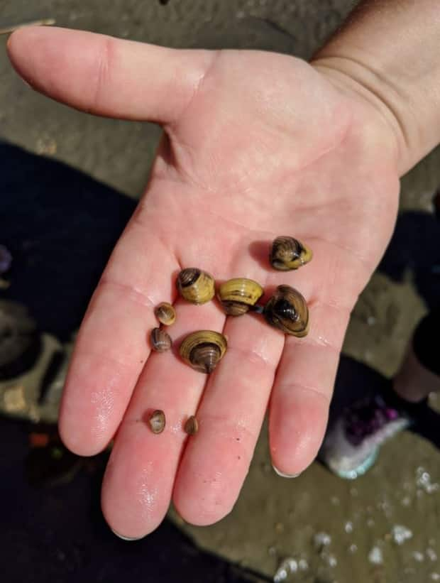 Environment officials say invasive Asian clams have been found in the Pend D'Oreille River in the Central Kootenay region this spring. The non-native species can clog water systems and negatively alter aquatic ecosystems by competing with native species for food and habitat. (Erin Bates/Submitted - image credit)