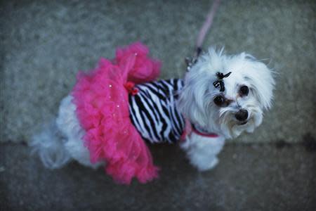 A dog arrives at the Hotel Pennsylvania as part of the Westminster Dog Show in New York February 7, 2014. REUTERS/Eduardo Munoz