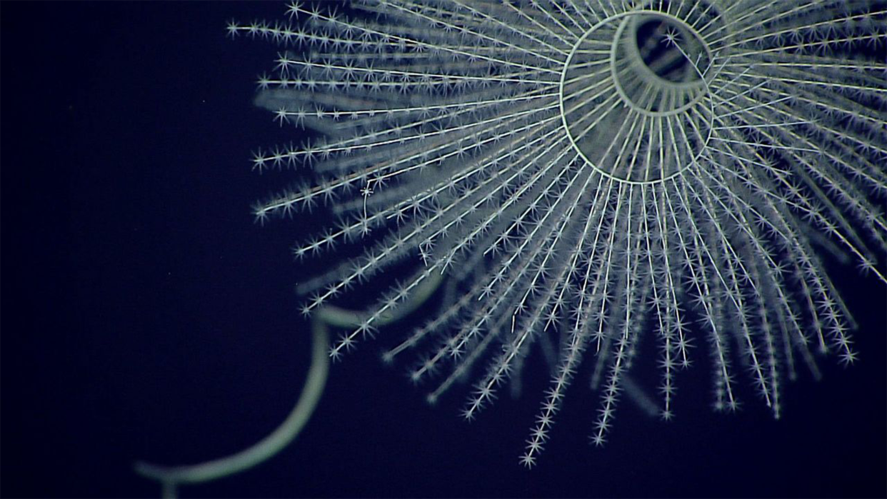 a bioluminescent coral shaped like a fan with a central hub