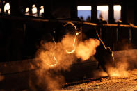 Dairy cows await feeding time at the Flood Brothers Farm, Monday, April 1, 2024, in Clinton, Maine. Foreign-born workers make up fully half the farm's staff of nearly 50, feeding the cows, tending crops and helping collect the milk — 18,000 gallons every day. (AP Photo/Robert F. Bukaty)