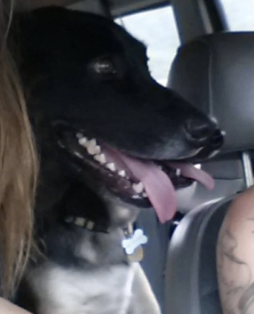 A close-up of a happy dog sitting inside a car with its tongue out. The dog's face is partially inside the frame showing the person to the right's tattooed arm