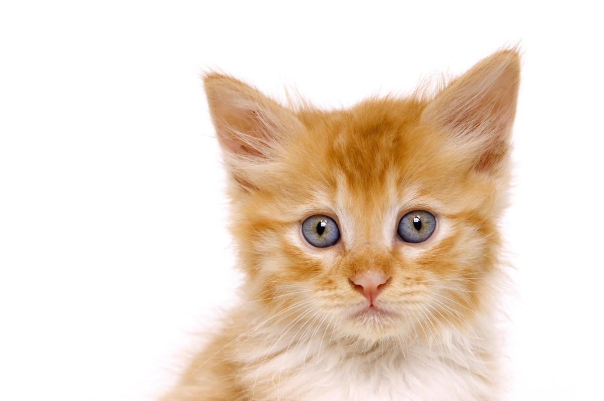 2023 - Reichtum einladende Katze solarbetriebene süße Katze mit