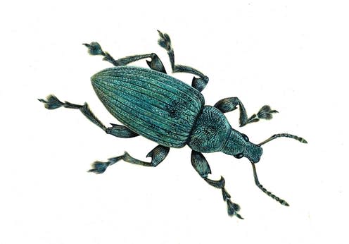 <span class="caption">Artist's impression of the weevil.</span> <span class="attribution"><span class="source">University College Cork</span></span>