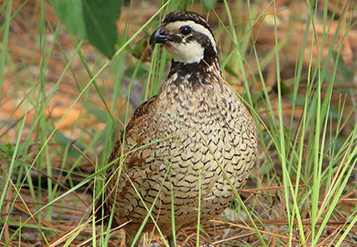 Bobwhite Quail are known for their distinctive call. They are found in the southeast, but their numbers have declined as habitats have been lost.