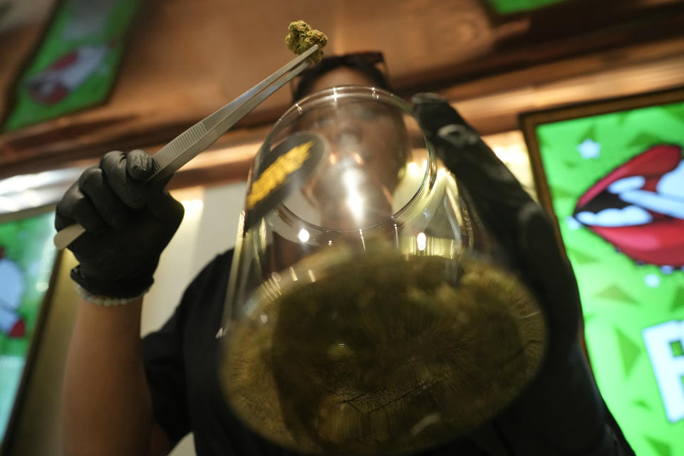 A flower bud of marijuana is prepared for customers at a Dutch passion shop in Bangkok, Thailand, Tuesday, June 27, 2023. Most Asian nations have strict drug laws with harsh penalties, and Thailand's de facto legalization of marijuana last year has brought a wave of tourists from the region like the visitor from Japan, intrigued by the lure of the forbidden leaf. (AP Photo/Sakchai Lalit)