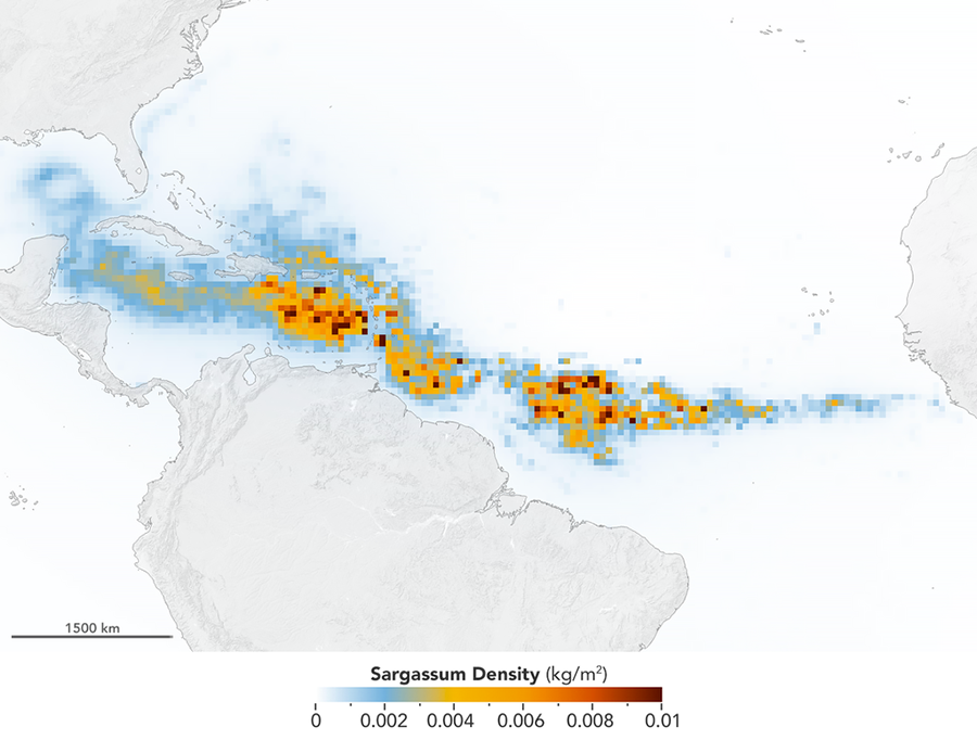 The Great Atlantic Sargassum Belt in July 2018.