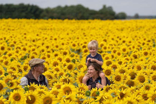 Sunflowers in bloom