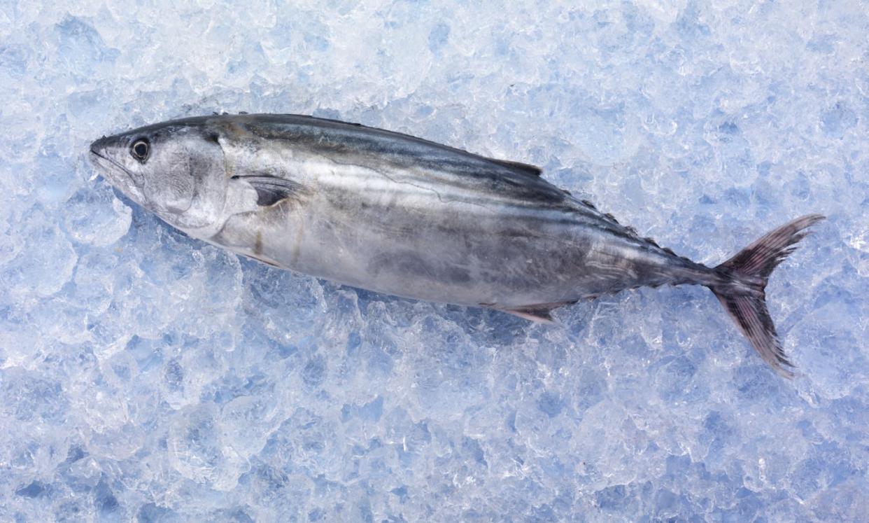 <a href="https://www.shutterstock.com/es/image-photo/whole-skipjack-tuna-fish-on-ice-623797505" rel="nofollow noopener" target="_blank" data-ylk="slk:CKP1001 / Shutterstock;elm:context_link;itc:0;sec:content-canvas" class="link ">CKP1001 / Shutterstock</a>