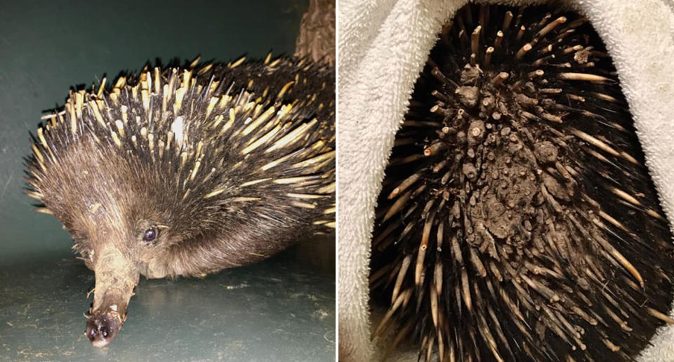 An echidna is pictured with burnt spines. Melted plastic is seen on the animal's back.